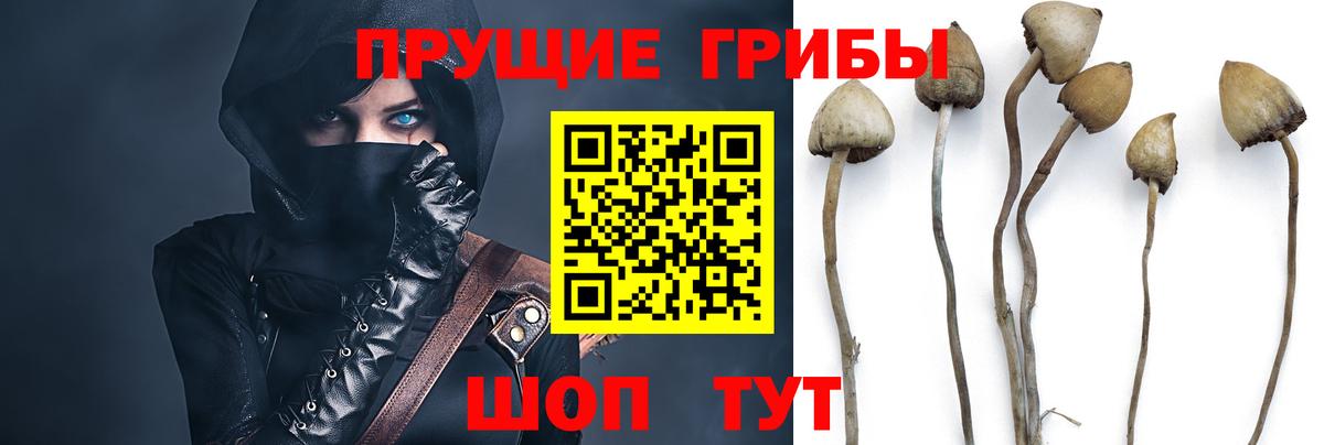 Галлюциногенные грибы Psilocybine cubensis  Вход с VPN  Коркино 